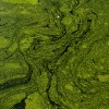 The-Singularity-Primordial-ooze